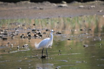 Little Egret Kasai Rinkai Park Mon, 4/25/2022