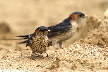 Sat, 4/23/2022 Birding report at 松江市内