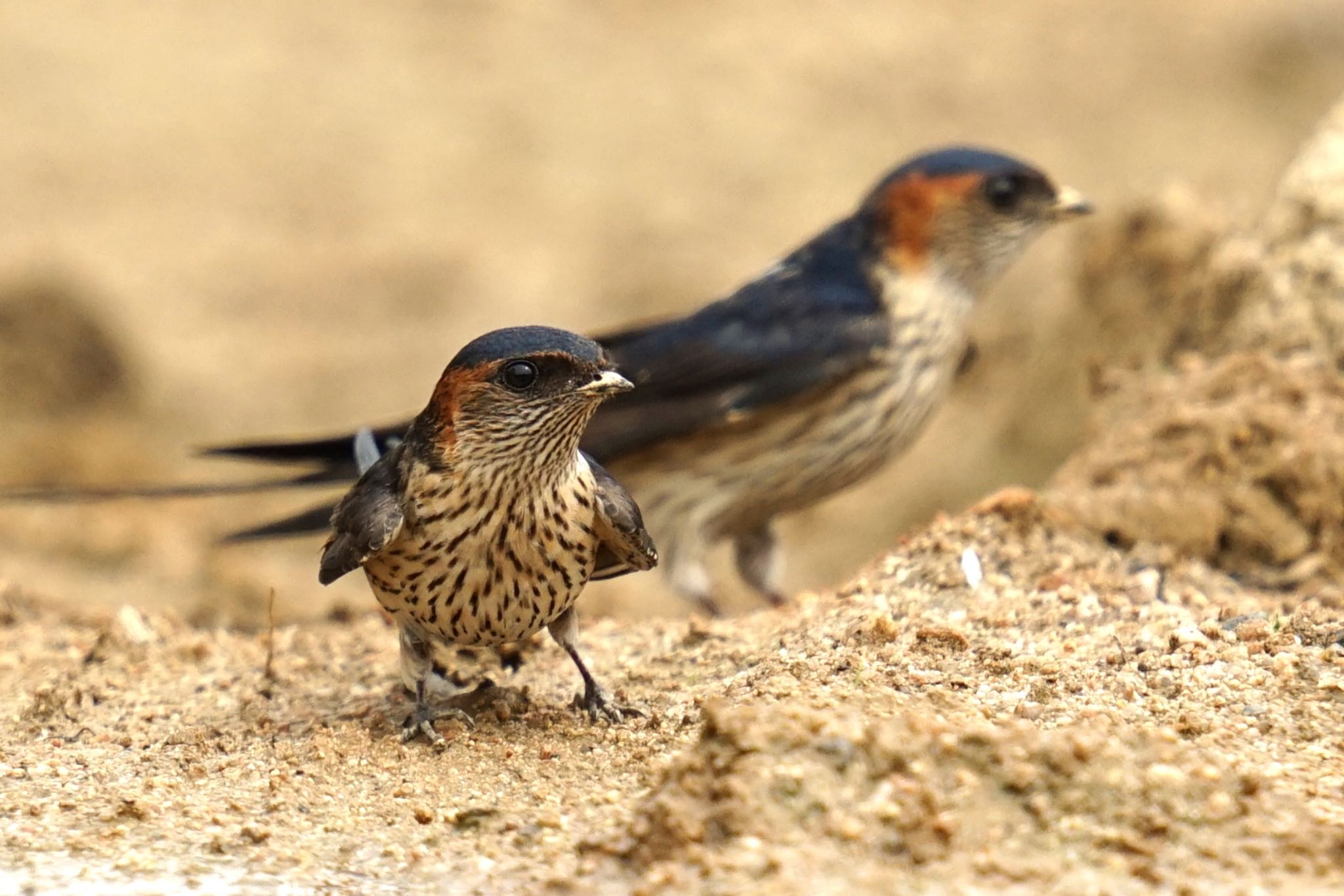 Red-rumped Swallow