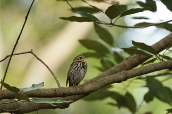 2022年4月25日(月) 枕木山の野鳥観察記録