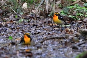 キビタキ 名古屋平和公園 2022年4月23日(土)