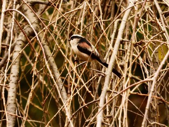 Long-tailed Tit Shinjuku Gyoen National Garden Wed, 11/22/2017