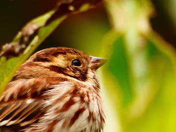 Rustic Bunting Shinjuku Gyoen National Garden Wed, 11/22/2017