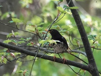 Mon, 4/25/2022 Birding report at Saitama Prefecture Forest Park