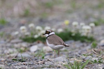 Little Ringed Plover 多摩川 Sun, 4/24/2022