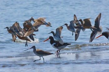 オバシギ ふなばし三番瀬海浜公園 2022年4月25日(月)