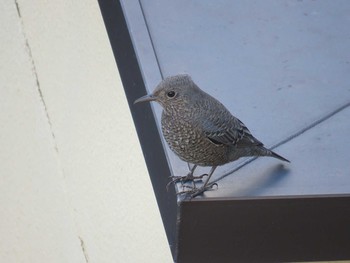 Blue Rock Thrush 宮ケ瀬湖 Fri, 11/24/2017