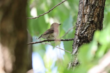 Blue-and-white Flycatcher 猪名川公園 Mon, 4/25/2022