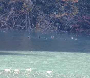 2017年11月24日(金) 早戸川林道の野鳥観察記録