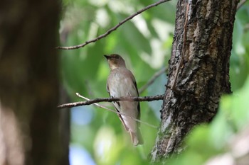 Blue-and-white Flycatcher 猪名川公園 Mon, 4/25/2022