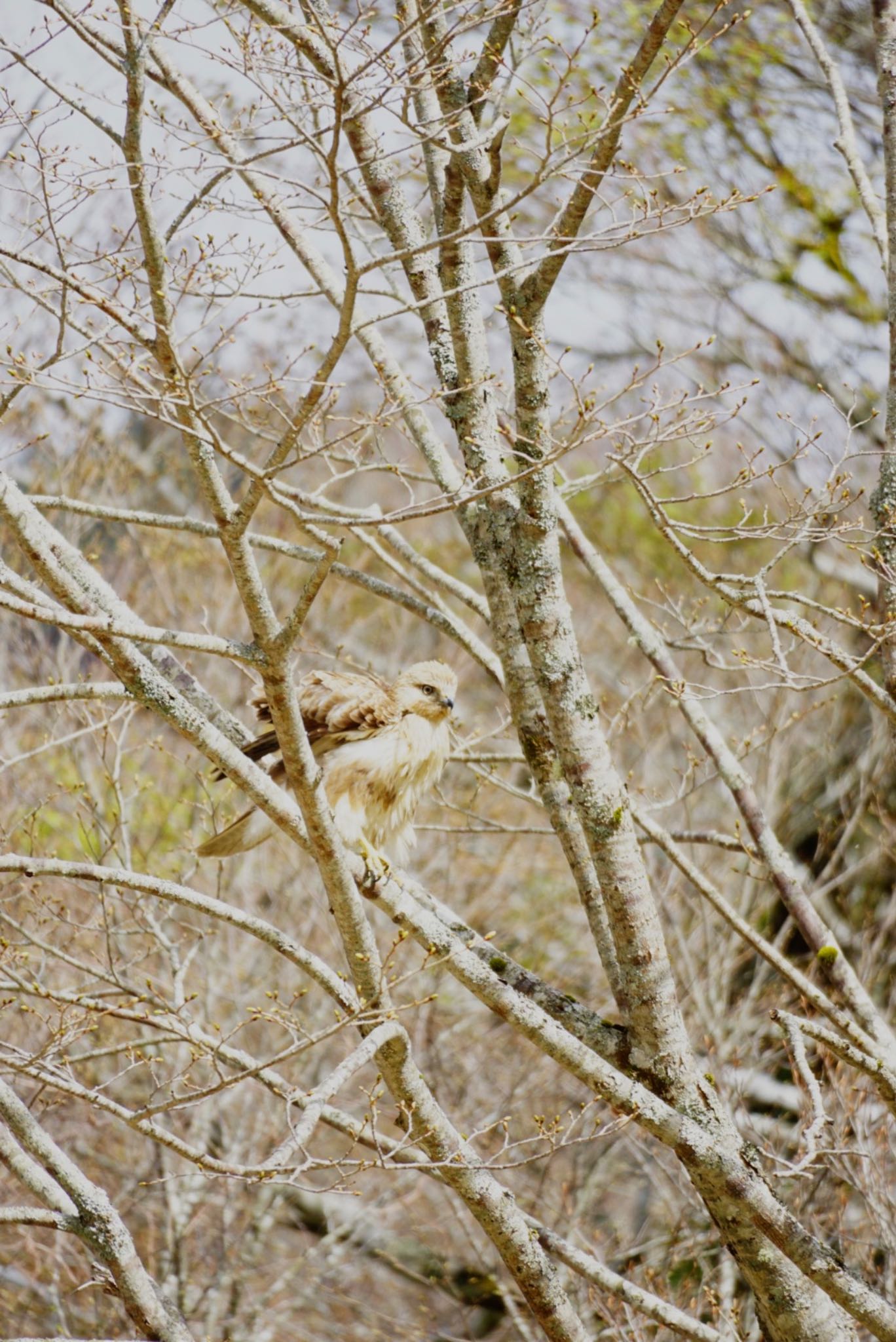 Photo of Eastern Buzzard at 大台ヶ原 by mmm