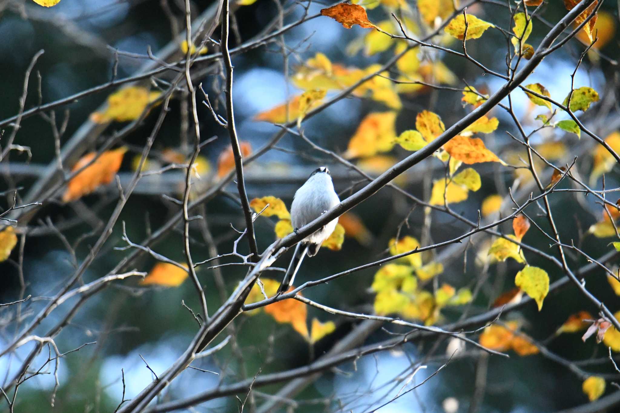 Photo of Long-tailed Tit at Hayatogawa Forest Road by あひる