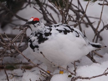 2022年4月24日(日) 室堂平の野鳥観察記録