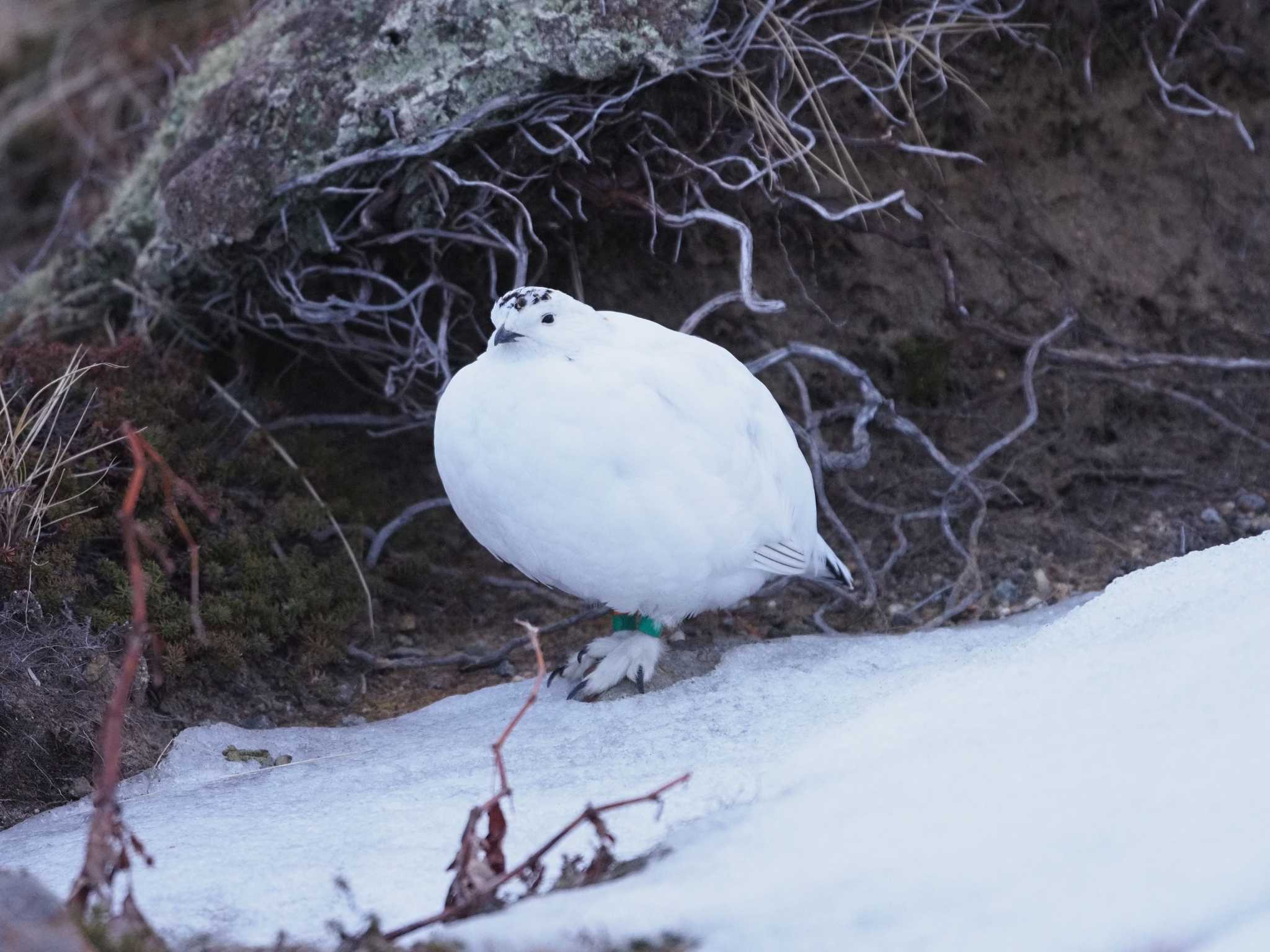 ライチョウ