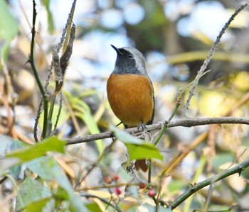 ジョウビタキ 早戸川林道 2017年11月24日(金)