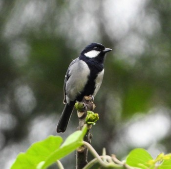 Japanese Tit(nigriloris) Unknown Spots Thu, 3/24/2022