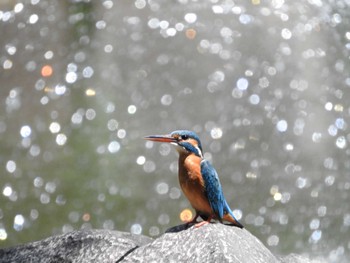 Common Kingfisher Unknown Spots Mon, 4/25/2022