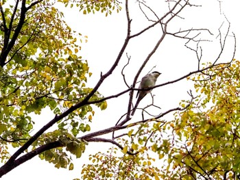 Ashy Minivet Osaka castle park Sat, 4/23/2022