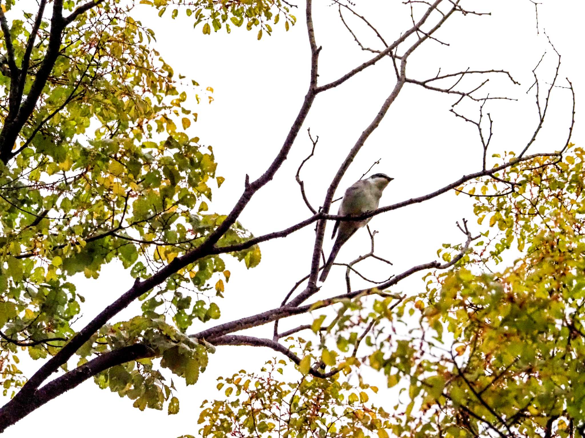 大阪城公園 サンショウクイの写真 by しんすけ