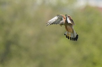 Common Kestrel ふれあい松戸川 Mon, 4/25/2022