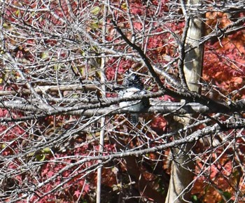 Crested Kingfisher Hayatogawa Forest Road Fri, 11/24/2017