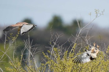 チョウゲンボウ ふれあい松戸川 2022年4月8日(金)