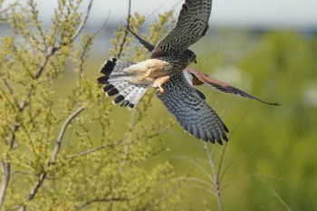 チョウゲンボウ ふれあい松戸川 2022年4月8日(金)