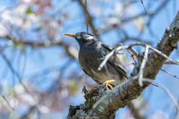 ムクドリ 薬師池公園 2022年4月11日(月)