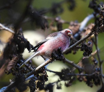 Siberian Long-tailed Rosefinch Hayatogawa Forest Road Fri, 11/24/2017