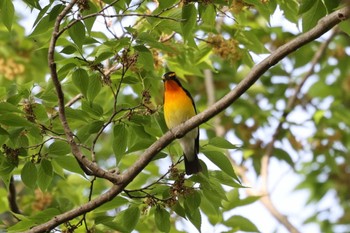 Narcissus Flycatcher 猪名川公園 Mon, 4/25/2022