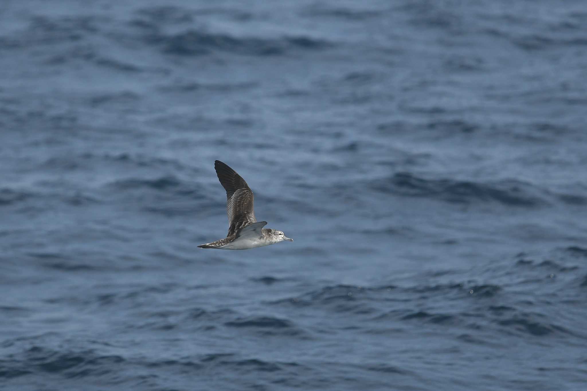 Streaked Shearwater