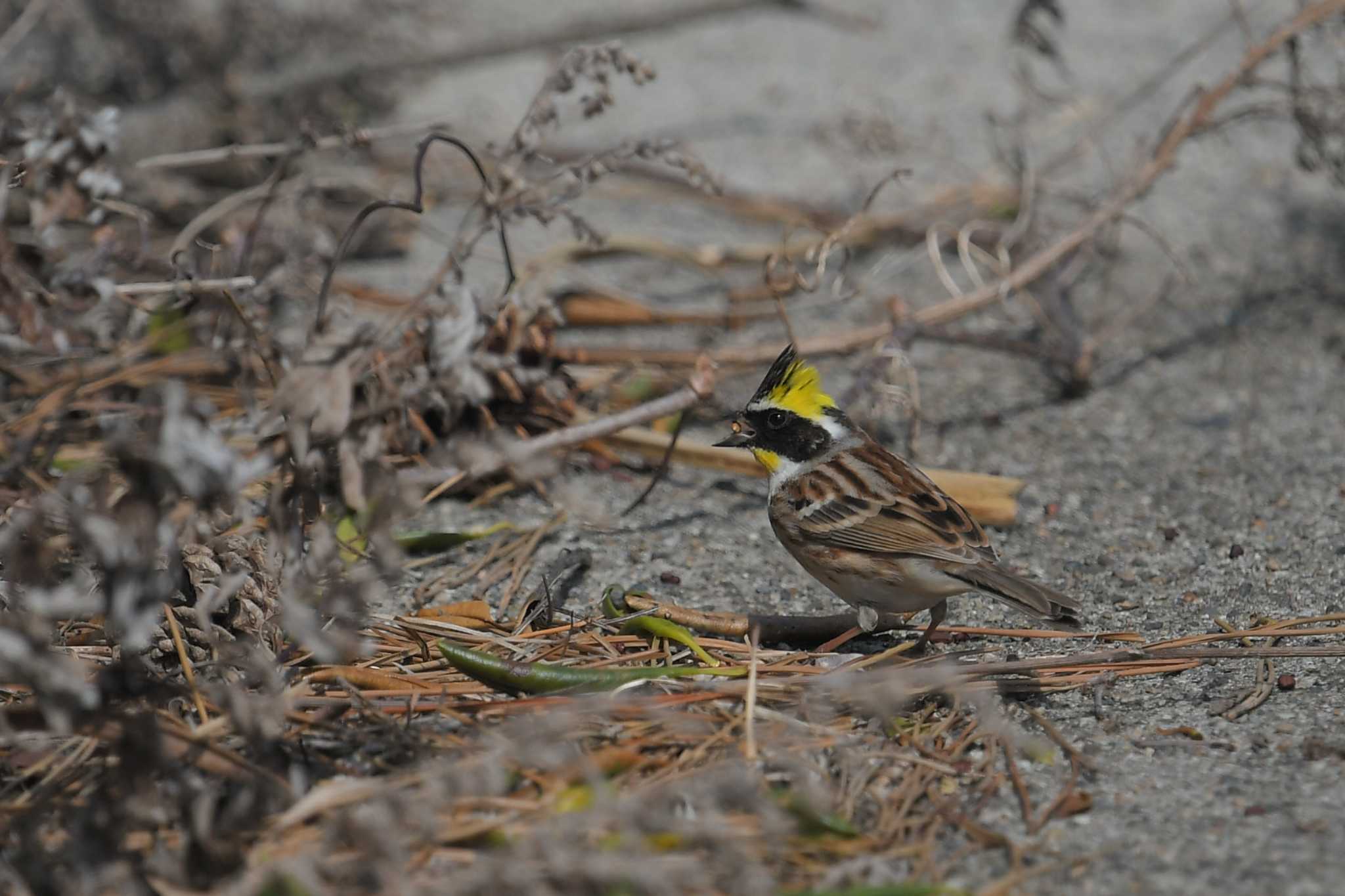 Yellow-throated Bunting