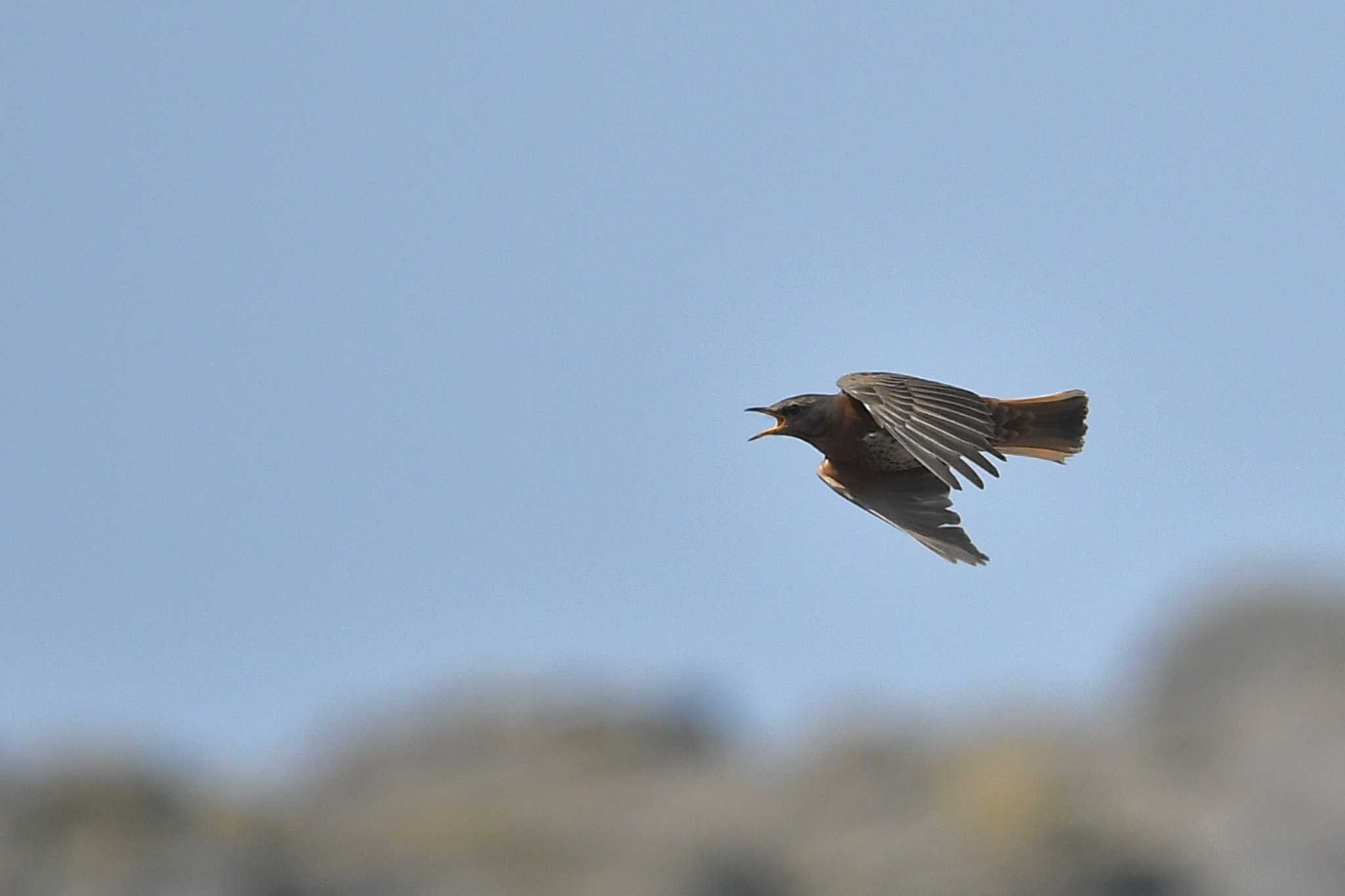 Photo of Naumann's Thrush at Hegura Island by Yuki86