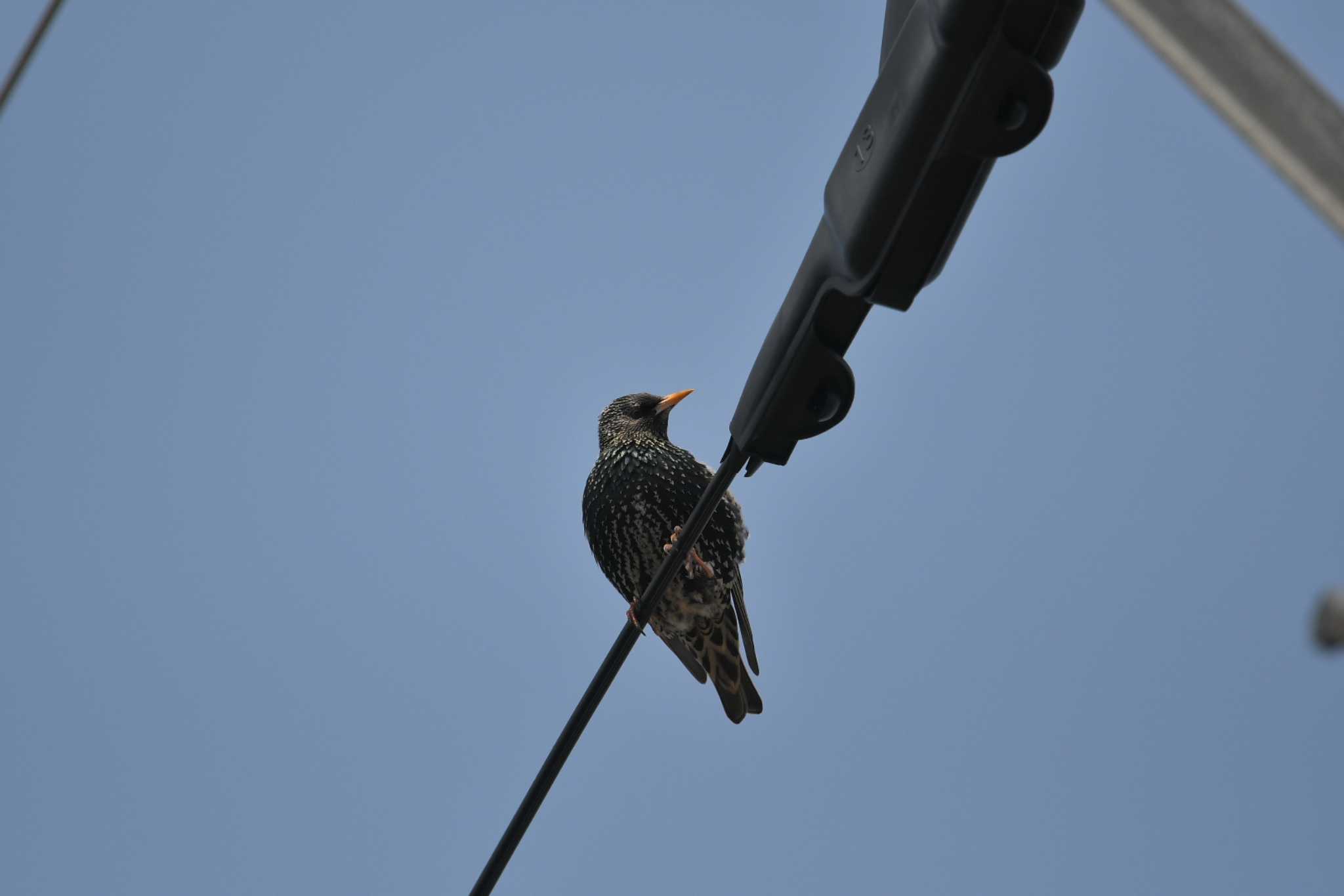 Photo of Common Starling at Hegura Island by Yuki86