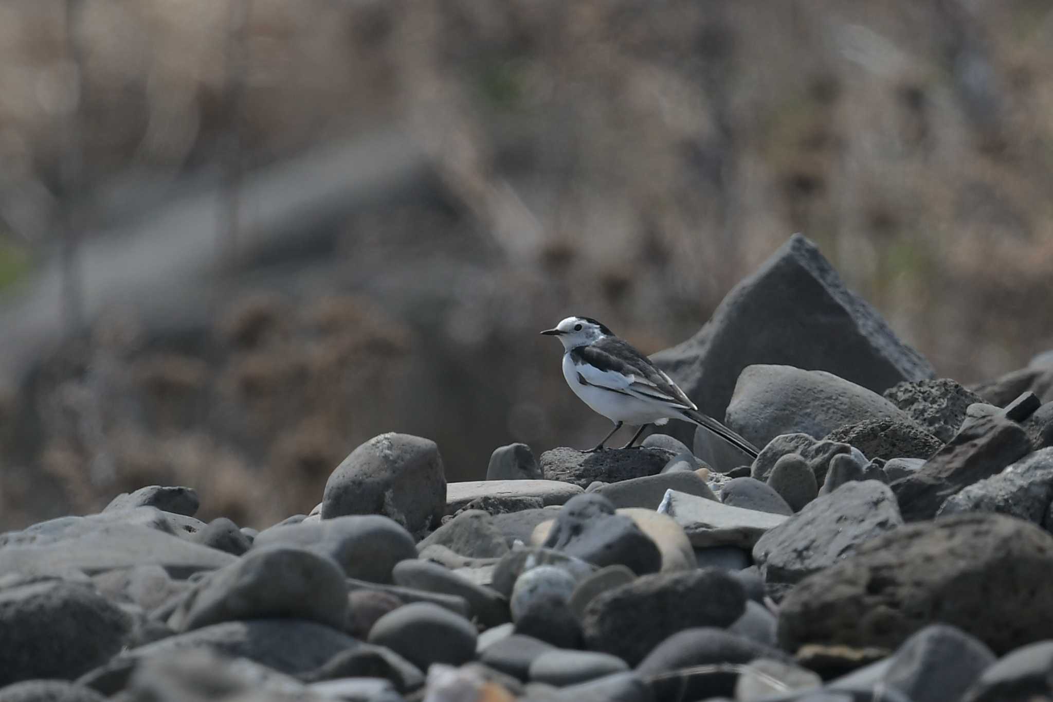 White Wagtail(leucopsis)