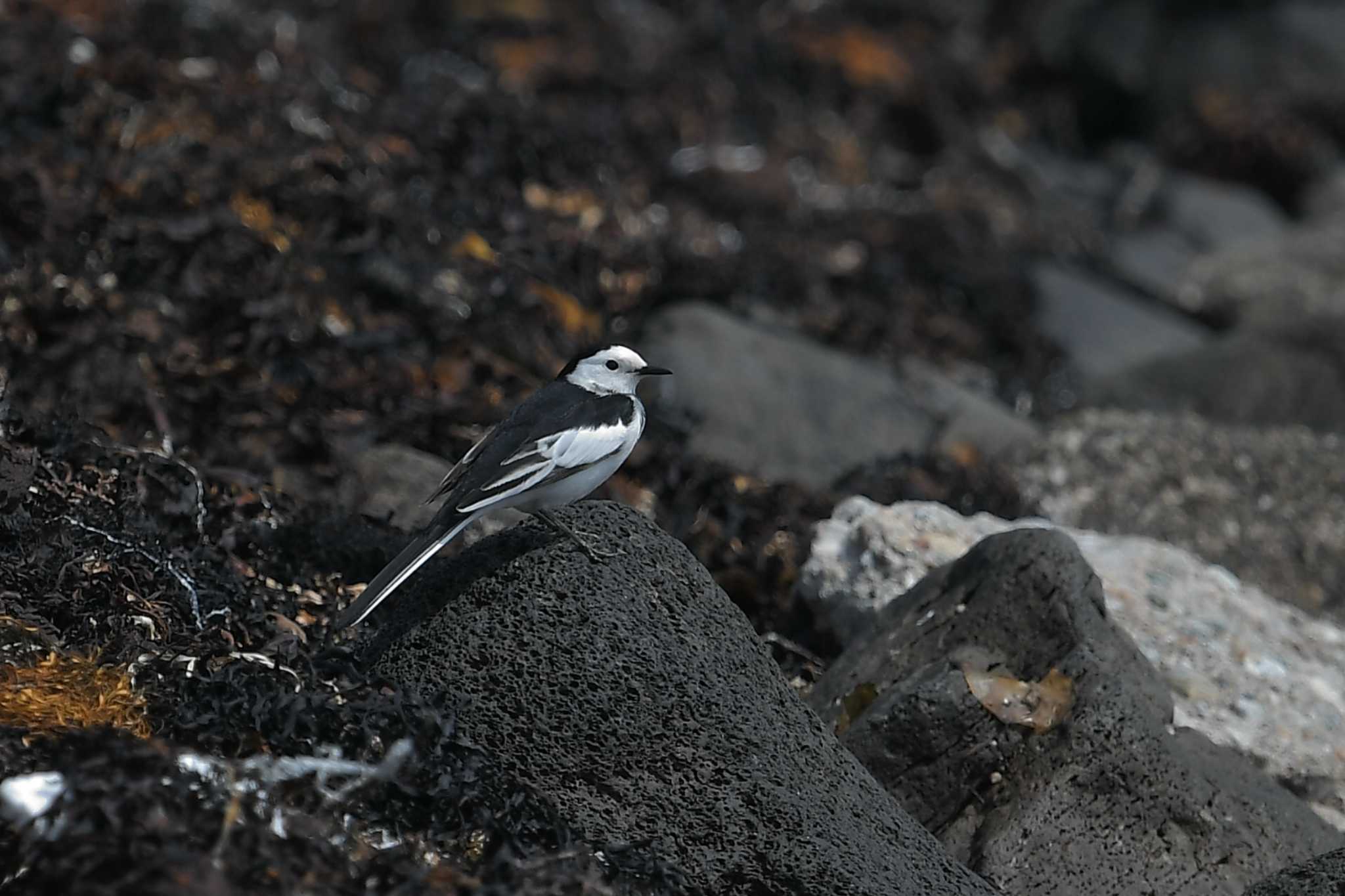 Photo of White Wagtail(leucopsis) at Hegura Island by Yuki86