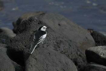 2022年3月25日(金) 舳倉島の野鳥観察記録