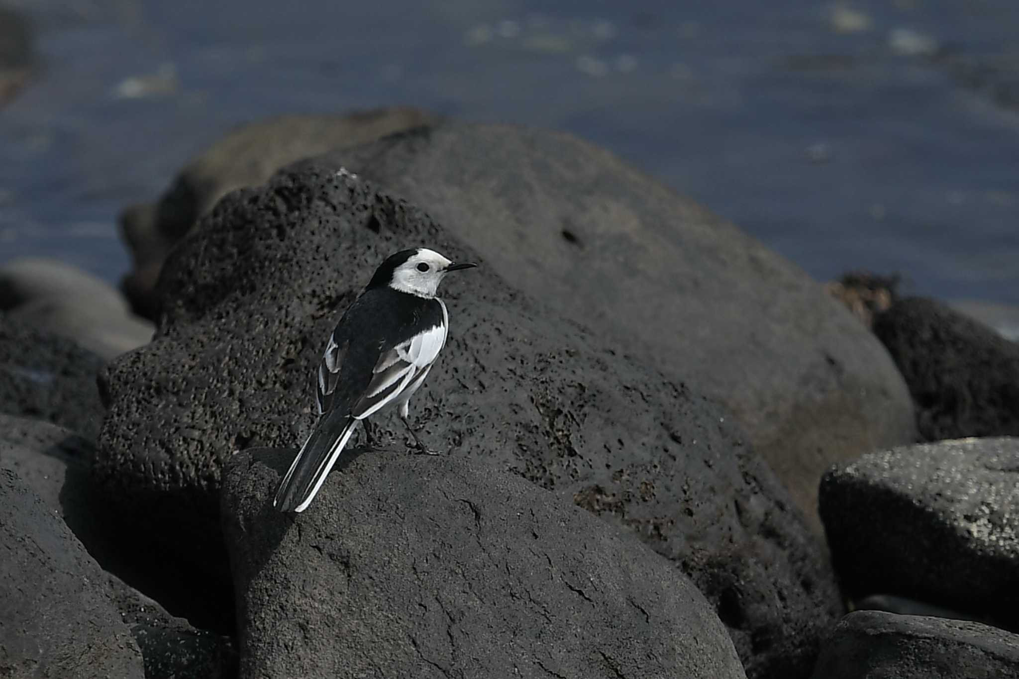 White Wagtail(leucopsis)