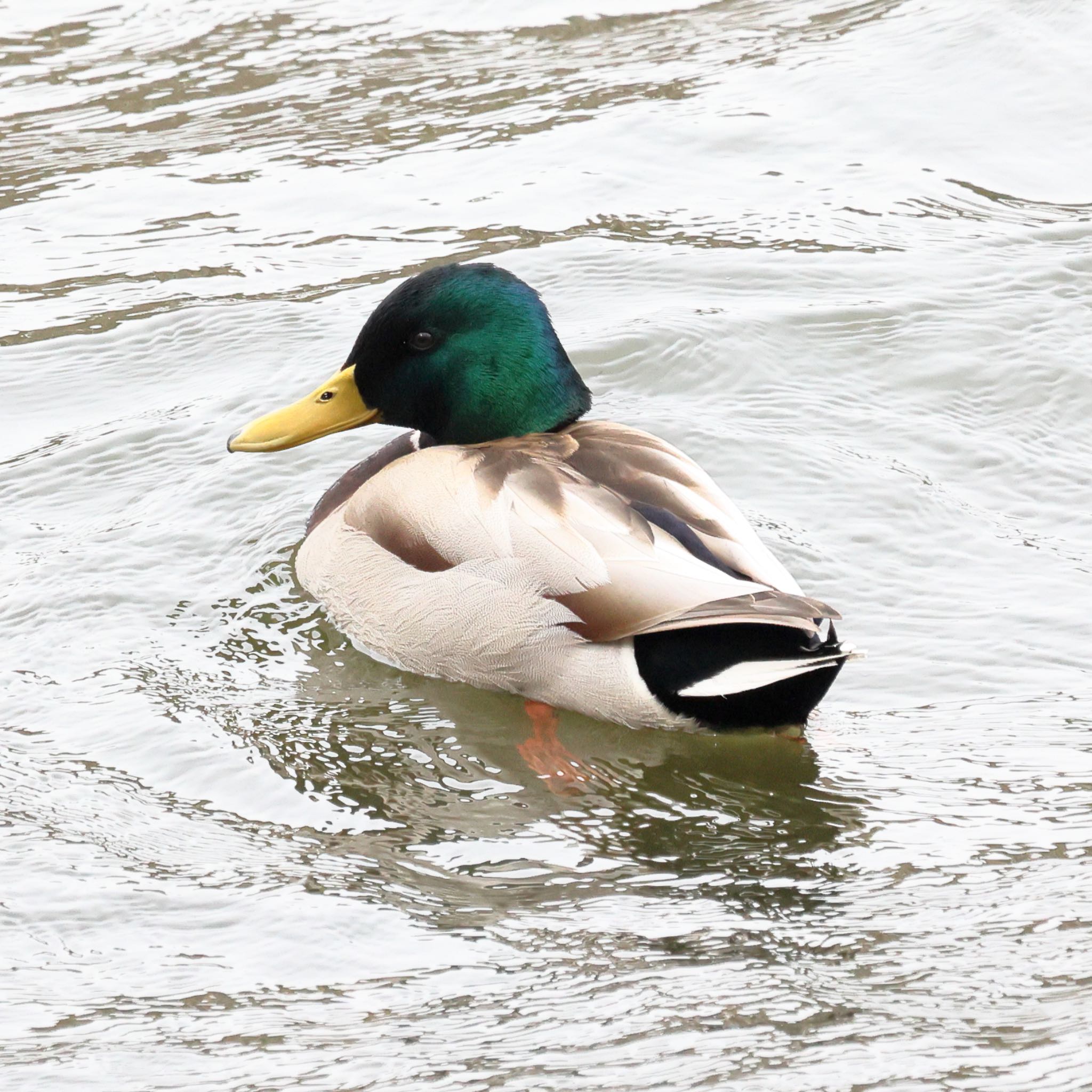 西岡公園(西岡水源地) マガモの写真 by haha.9535