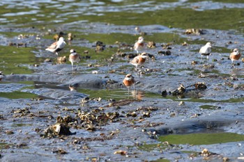 2022年4月25日(月) 野島公園の野鳥観察記録