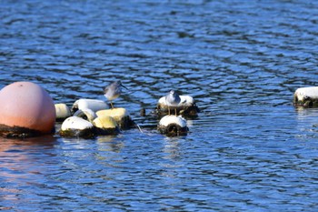 キアシシギ 野島公園 2022年4月25日(月)