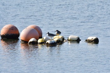 キアシシギ 野島公園 2022年4月25日(月)