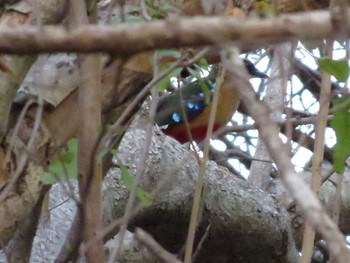 African Pitta チラリズム Mon, 12/9/2013