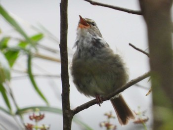 ウグイス 青葉山公園 2022年4月26日(火)