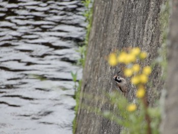 2022年4月26日(火) 平和の森公園、江古田公園、哲学堂公園、妙正寺川の野鳥観察記録