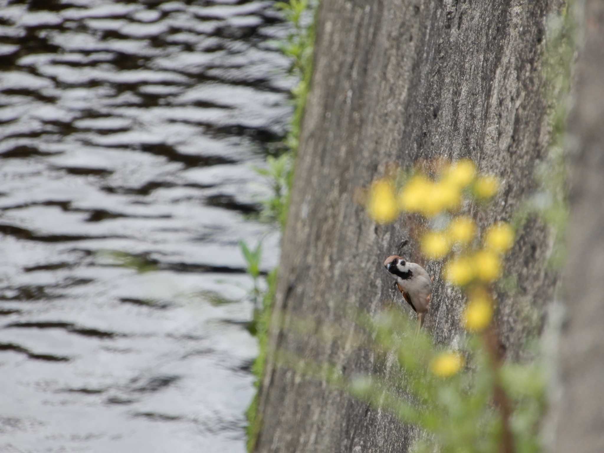 Eurasian Tree Sparrow