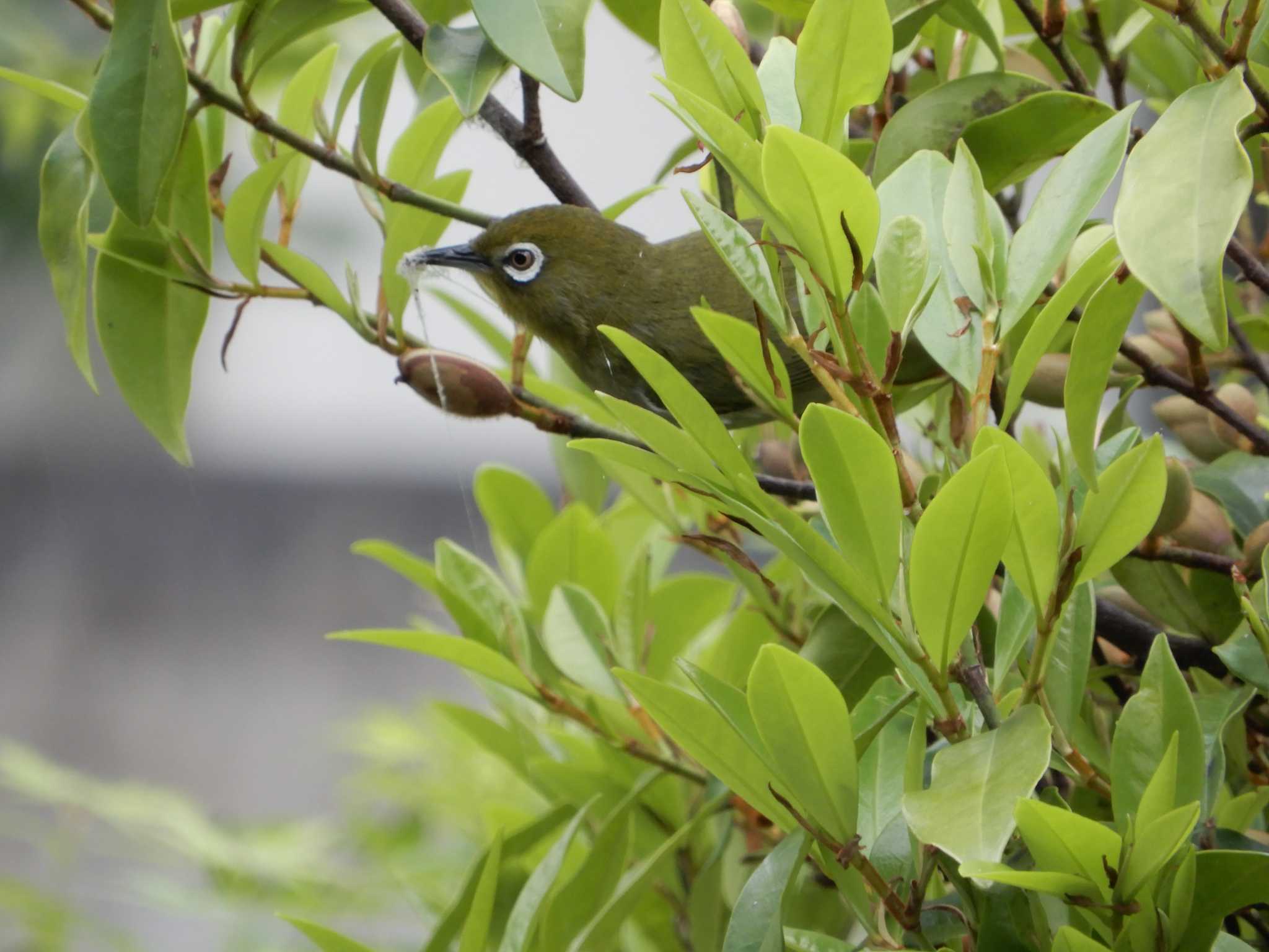 Warbling White-eye