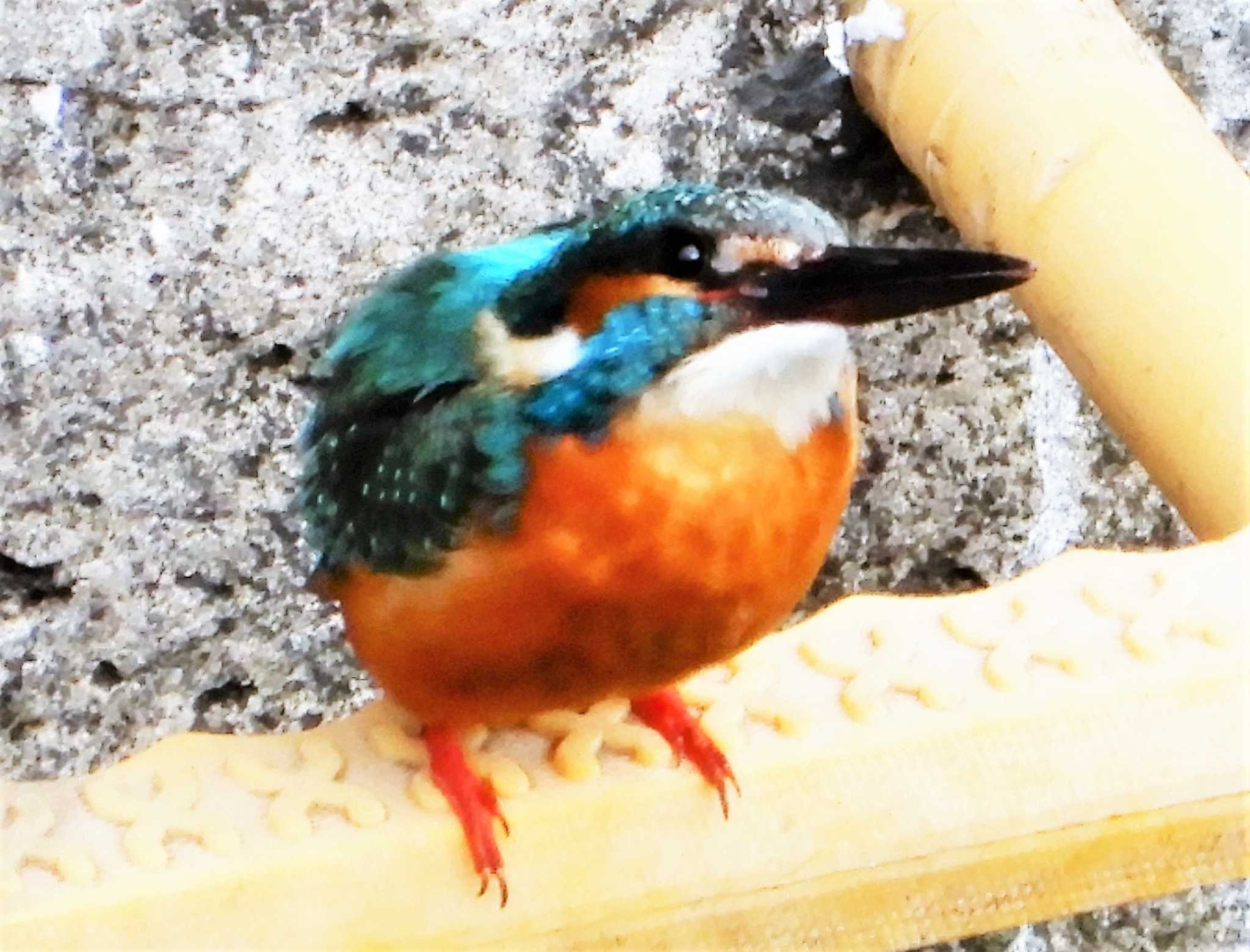 Common Kingfisher