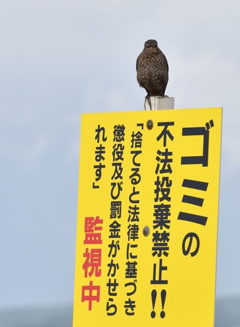 イソヒヨドリ 石川県 2017年11月16日(木)