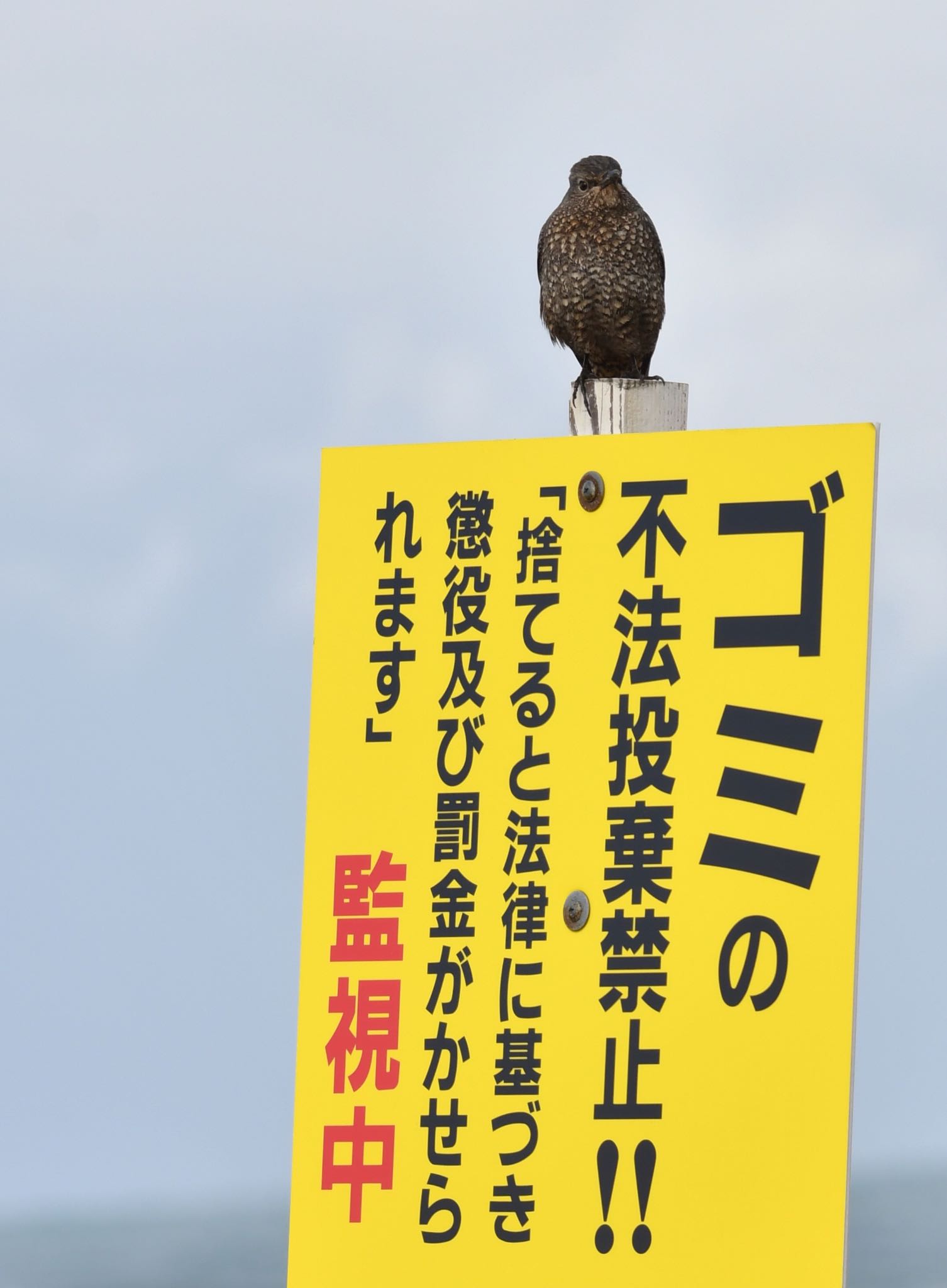 石川県 イソヒヨドリの写真 by 倶利伽羅